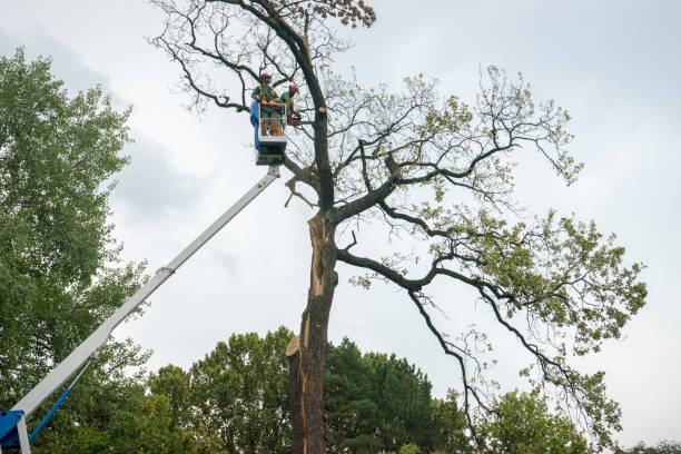 Tree Branch Trimming